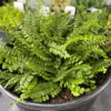 5 Maidenhair Spleenwort Ferns Rhizomes for Planting - Easy Grow - Fern Plant for Outdoor Garden