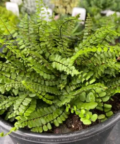 5 Maidenhair Spleenwort Ferns Rhizomes for Planting - Easy Grow - Fern Plant for Outdoor Garden