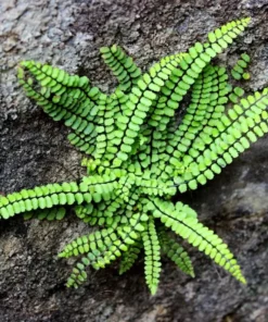 5 Maidenhair Spleenwort Ferns Rhizomes for Planting - Easy Grow - Fern Plant for Outdoor Garden