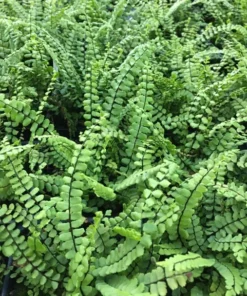 5 Maidenhair Spleenwort Ferns Rhizomes for Planting - Easy Grow - Fern Plant for Outdoor Garden