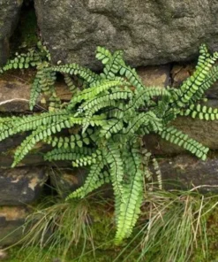 5 Maidenhair Spleenwort Ferns Rhizomes for Planting - Easy Grow - Fern Plant for Outdoor Garden