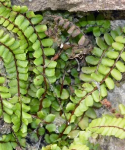 5 Maidenhair Spleenwort Ferns Rhizomes for Planting - Easy Grow - Fern Plant for Outdoor Garden