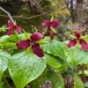 5 Red Trillium Bulbs for Planting - Trillium Erectum - Wildflowers - Perennial Flower