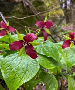 5 Red Trillium Bulbs for Planting - Trillium Erectum - Wildflowers - Perennial Flower