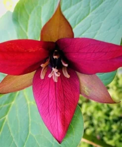 5 Red Trillium Bulbs for Planting - Trillium Erectum - Wildflowers - Perennial Flower