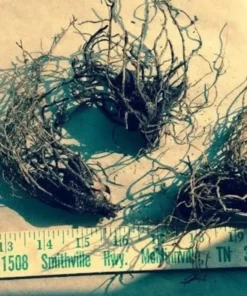 5 Red Trillium Bulbs for Planting - Trillium Erectum - Wildflowers - Perennial Flower