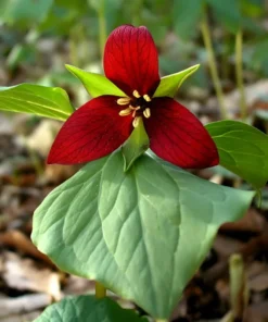 5 Red Trillium Bulbs for Planting - Trillium Erectum - Wildflowers - Perennial Flower