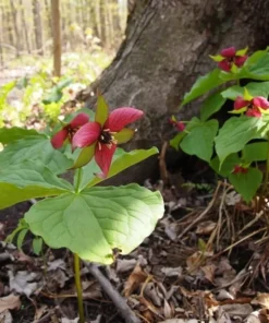 5 Red Trillium Bulbs for Planting - Trillium Erectum - Wildflowers - Perennial Flower
