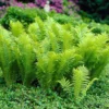5 TN Ostrich Glade Fern Rhizomes for Planting - Ostrich Fern - Glade Fern - Matteuccia Struthiopteris - Perennial Fern