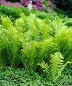 5 TN Ostrich Glade Fern Rhizomes for Planting - Ostrich Fern - Glade Fern - Matteuccia Struthiopteris - Perennial Fern