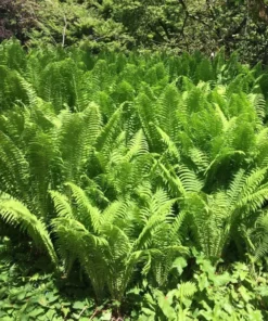 5 TN Ostrich Glade Fern Rhizomes for Planting - Ostrich Fern - Glade Fern - Matteuccia Struthiopteris - Perennial Fern