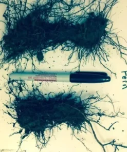 5 TN Ostrich Glade Fern Rhizomes for Planting - Ostrich Fern - Glade Fern - Matteuccia Struthiopteris - Perennial Fern