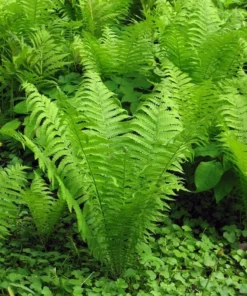 5 TN Ostrich Glade Fern Rhizomes for Planting - Ostrich Fern - Glade Fern - Matteuccia Struthiopteris - Perennial Fern