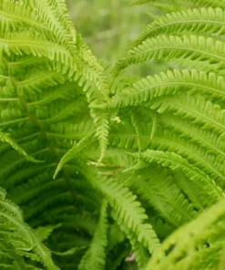 5 TN Ostrich Glade Fern Rhizomes for Planting - Ostrich Fern - Glade Fern - Matteuccia Struthiopteris - Perennial Fern