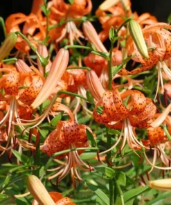 5 Turk's Cap Lily Bulbs for Planting - Lily Superbum - Orange Flowering Plant - Perennial Wildflower