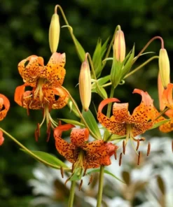 5 Turk's Cap Lily Bulbs for Planting - Lily Superbum - Orange Flowering Plant - Perennial Wildflower