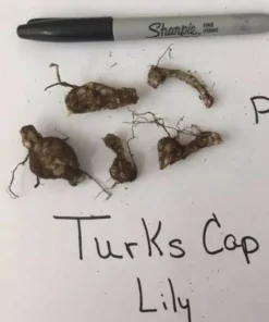 5 Turk's Cap Lily Bulbs for Planting - Lily Superbum - Orange Flowering Plant - Perennial Wildflower