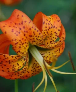 5 Turk's Cap Lily Bulbs for Planting - Lily Superbum - Orange Flowering Plant - Perennial Wildflower