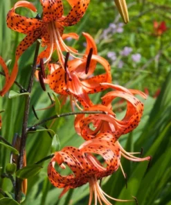 5 Turk's Cap Lily Bulbs for Planting - Lily Superbum - Orange Flowering Plant - Perennial Wildflower