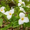 5 White Trillium Bulbs for Planting - Trillium Graniflorium - Large-flowered Trillium - Wildflowers - Perennial Flower