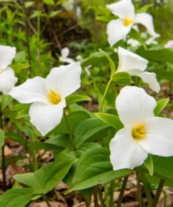 5 White Trillium Bulbs for Planting - Trillium Graniflorium - Large-flowered Trillium - Wildflowers - Perennial Flower