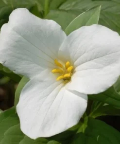 5 White Trillium Bulbs for Planting - Trillium Graniflorium - Large-flowered Trillium - Wildflowers - Perennial Flower