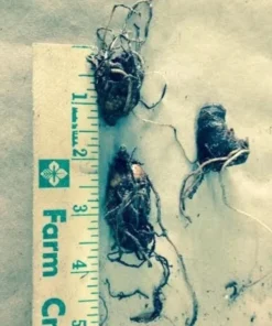 5 White Trillium Bulbs for Planting - Trillium Graniflorium - Large-flowered Trillium - Wildflowers - Perennial Flower