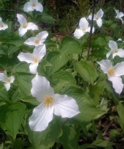 5 White Trillium Bulbs for Planting - Trillium Graniflorium - Large-flowered Trillium - Wildflowers - Perennial Flower