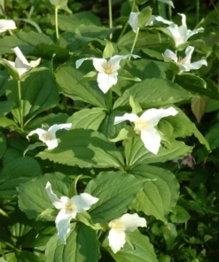 5 White Trillium Bulbs for Planting - Trillium Graniflorium - Large-flowered Trillium - Wildflowers - Perennial Flower