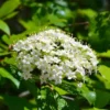 Blackhaw Viburnum Live Plant 6-12" Tall in a 4" Pot - Viburnum Prunifolium - Flowering Shrub - Ornamental Plant Outdoor Garden