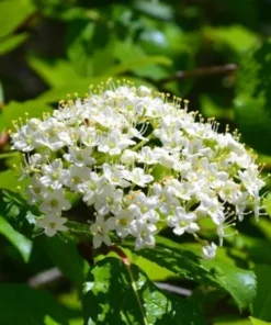 Blackhaw Viburnum Live Plant 6-12" Tall in a 4" Pot - Viburnum Prunifolium - Flowering Shrub - Ornamental Plant Outdoor Garden