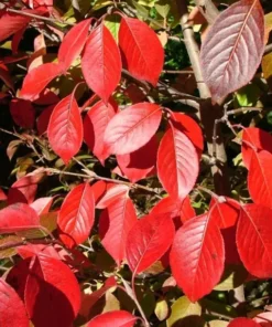 Blackhaw Viburnum Live Plant 6-12" Tall in a 4" Pot - Viburnum Prunifolium - Flowering Shrub - Ornamental Plant Outdoor Garden