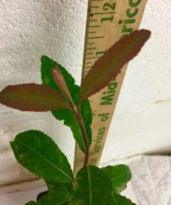 Blackhaw Viburnum Live Plant 6-12