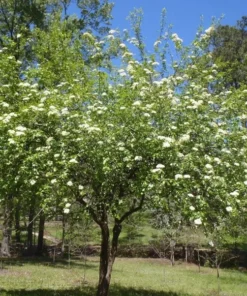Blackhaw Viburnum Live Plant 6-12