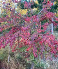 Blackhaw Viburnum Live Plant 6-12