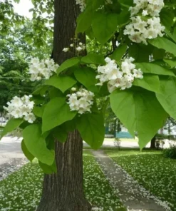 Catalpa Tree Live Plant 12-18" Tall in Quart Pot - Flowering Plant - Ornamental Tree for Outdoor Garden