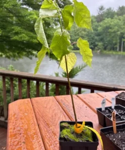 Catalpa Tree Live Plant 12-18