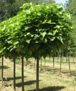 Catalpa Tree Live Plant 12-18