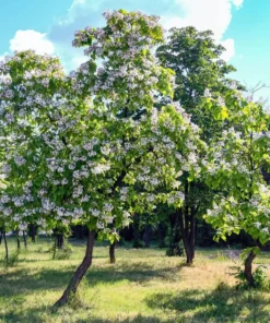 Catalpa Tree Live Plant 12-18