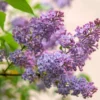 Common Lilac Live Plant 7-12" Tall in 4" Pot - Syringa Vulgaris - Old Fashioned Lilac Bush - Fragrant Purple Flowers Liac Tree - Ornamental Plant for Outdoor Garden