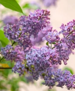 Common Lilac Live Plant 7-12" Tall in 4" Pot - Syringa Vulgaris - Old Fashioned Lilac Bush - Fragrant Purple Flowers Liac Tree - Ornamental Plant for Outdoor Garden