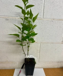 Common Lilac Live Plant 7-12" Tall in 4" Pot - Syringa Vulgaris - Old Fashioned Lilac Bush - Fragrant Purple Flowers Liac Tree - Ornamental Plant for Outdoor Garden