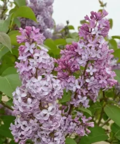 Common Lilac Live Plant 7-12
