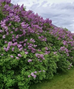 Common Lilac Live Plant 7-12