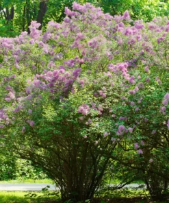 Common Lilac Live Plant 7-12