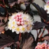 Crimson Diabolo Ninebark Shrub Live Plant 6-12" Tall in a 3" Pot - Physocarpus Opulifolius Diablo - Ornamental Plant Outdoor Garden