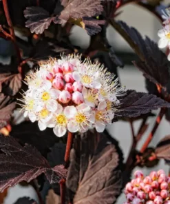Crimson Diabolo Ninebark Shrub Live Plant 6-12" Tall in a 3" Pot - Physocarpus Opulifolius Diablo - Ornamental Plant Outdoor Garden