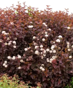 Crimson Diabolo Ninebark Shrub Live Plant 6-12" Tall in a 3" Pot - Physocarpus Opulifolius Diablo - Ornamental Plant Outdoor Garden