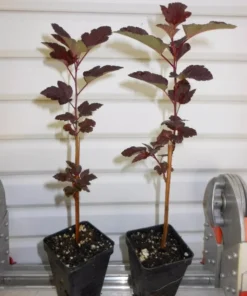Crimson Diabolo Ninebark Shrub Live Plant 6-12