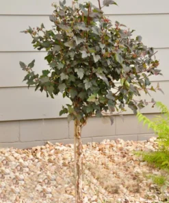 Crimson Diabolo Ninebark Shrub Live Plant 6-12